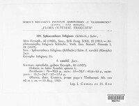 Podosphaera fuliginea image
